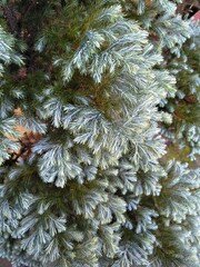 Photo of a silver fir tree, scientifically known as Abies alba. This fir tree has a beautiful silver color.