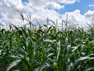 A thriving field of green corn plants with tassels under cloudy sky