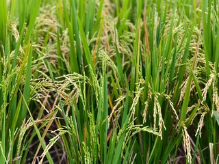 Close-up of mature rice plants with ripening golden grains in a lush paddy field