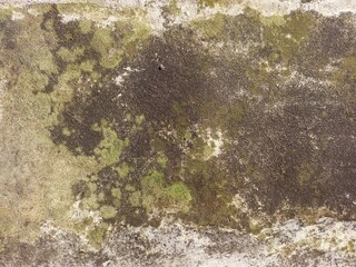Abstract Texture Of Moss On A Damp Wall