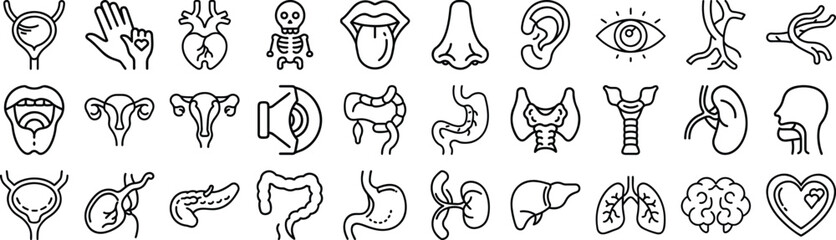 Obraz premium Medical Organs Line Icons Set Vector Anatomy Body Parts Kidney Bladder Pancreas Intestine Thyroid Skeleton 