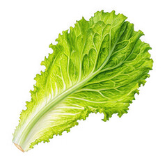 A single vibrant green lettuce leaf with detailed veins and ruffled edges isolated on transparent background