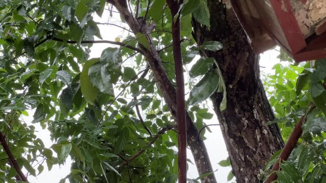 Rain drizzles softly onto the leaves and roof.