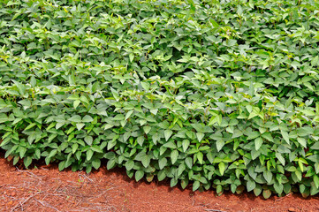 Plantação  de soja em estado inicial