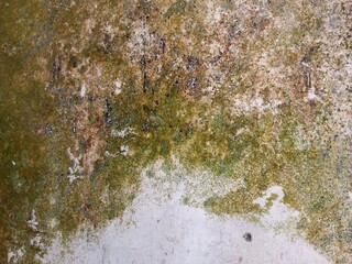 Old Cracked Concrete Wall Covered with Moss