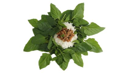 Holy Basil isolated transparent background