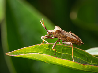 Dock Bug on Leaf