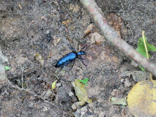 Dark blue oil beetle on forest floor. Poisonous but fascinating. Copy space. Space for texts and designs