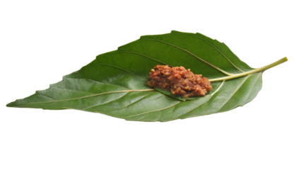 Holy Basil isolated transparent background