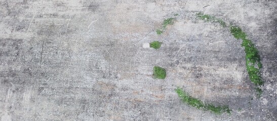 Weathered Concrete Wall with Green Algae Growth