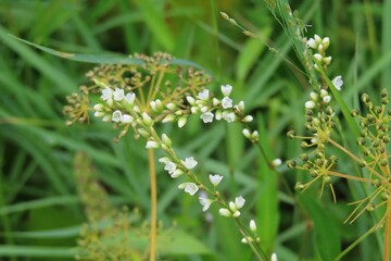 Persicaria hydropiper, dotted smartweed plant in Florida nature