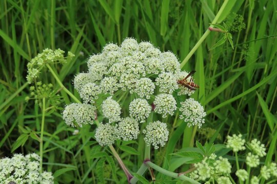 Water Hemlock wildflower in Florida nature, closeup - Powered by Adobe