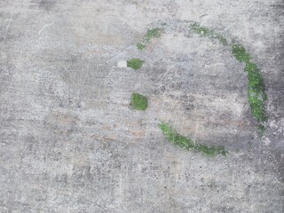 Weathered Concrete Wall with Green Algae Growth