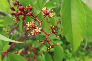 Virginia creeper (Parthenocissus quinquefolia) plant in Florida nature, closeup