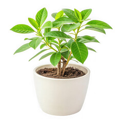 A healthy green potted plant with lush leaves in a simple white ceramic pot isolated on transparent background