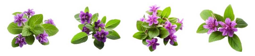 Four Sprigs of Purple prunella Flowers with Green Leaves isolated on transparent background.