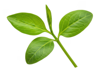 Vibrant green seedling with four leaves and a new bud isolated on transparent background