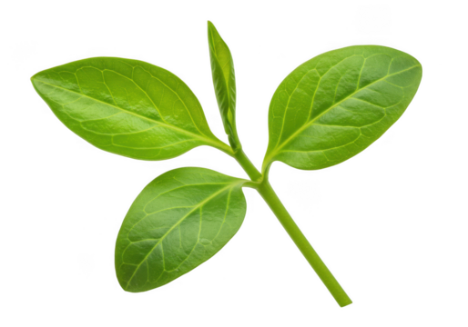 Vibrant green seedling with four leaves and a new bud isolated on transparent background
