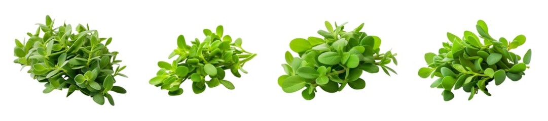 Obraz premium Fresh green purslane leaves isolated on black background