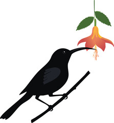 Elegant Birds Silhouette Vector EPS Sunbird Nectar Silhouette, Downloadable Vector Illustration