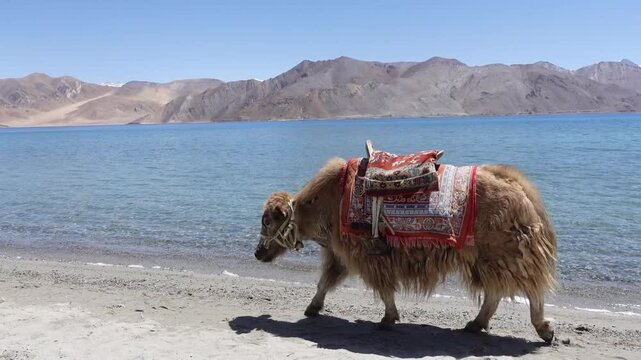 Dymo - Ladakh Female Yak and mountain Cattle
