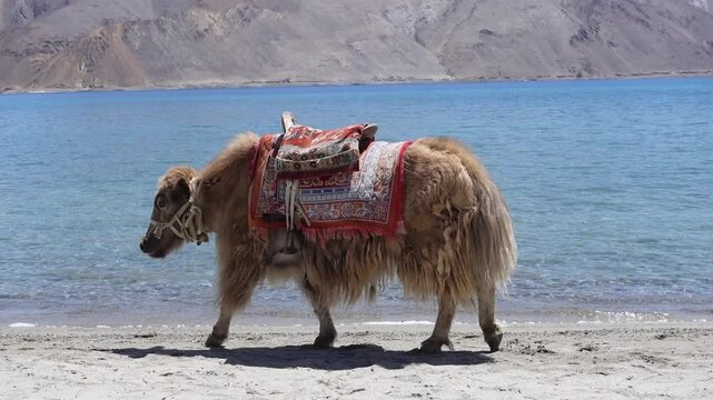 Dymo - Ladakh Female Yak and mountain Cattle