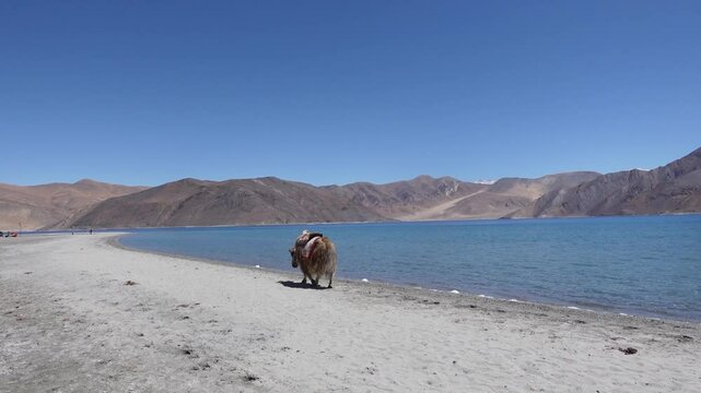Dymo - Ladakh Female Yak and mountain Cattle