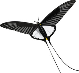 Elegant Swallowtail Kite Butterfly Birds Silhouette Vector EPS File - High-Resolution Vector Illustration of a Graceful Flying Insect