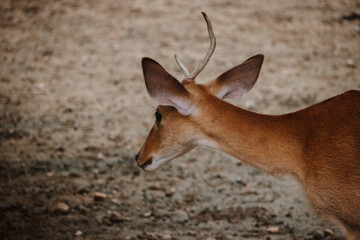 Young male deer, reddish-brown coat, side profile, wildlife reserve setting.