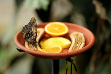 Two colourful butterflies caught mid air