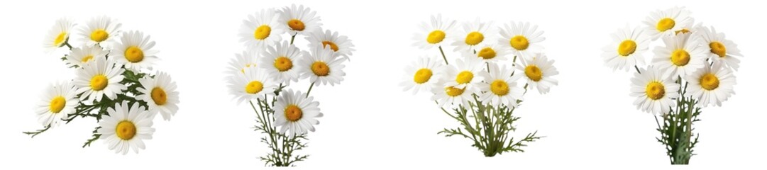 Obraz premium Four Bouquets of White Daisies with Yellow Centers isolated on transparent background.
