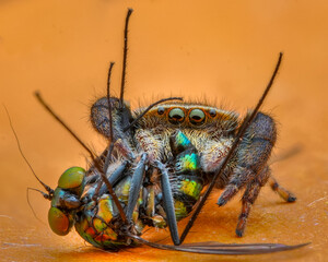 Spider with prey