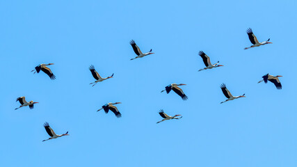 birds in flight