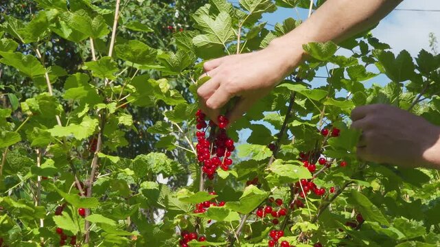 farmer touches ripe currant berries, man at the dacha in the summer picking currants, berry picking season in the garden