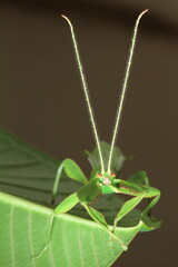 Leaf insect (Cryptophyllium westwoodii) is a species of leaf insect in the family Phylliidae. , usually green insects that are known for their striking leaflike aappearance.
