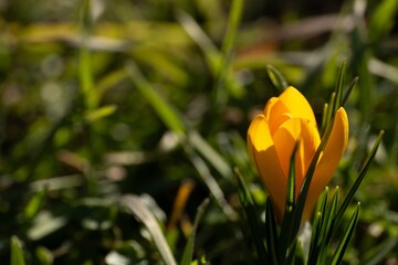Obraz premium Yellow Crocus Blooming in Early Spring Grass
