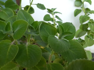 Torbangun (Coleus amboinicus) or Plectranthus amboinicus in pot. Also known as Indian borage,...