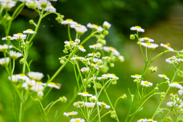 初夏の野に咲くハルジオンの花