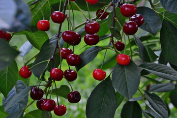 Ripe cherries hanging on a tree branch with green leaves organic gardening