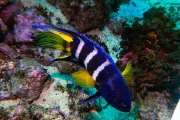 Southern Blue Devil (Paraplesiops meleagris) Displaying its Vibrant Electric Blue and Iridescent...