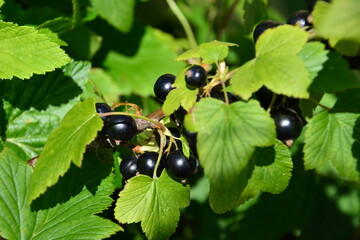 Black Currant Branch with Ripe Berries and Green Leaves with a sunlight