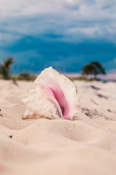 A Conch shell on the beach in Florida.