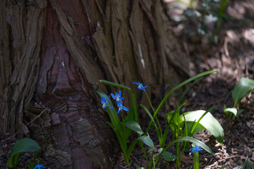Siberian Squill Flowers by Textured Tree Bark