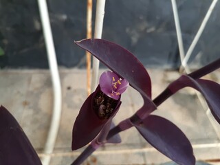 Hati ungu (Tradescantia pallida) flower plant in pot. Commonly called purple heart or purple queen.