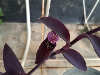 Hati ungu (Tradescantia pallida) flower plant in pot. Commonly called purple heart or purple queen.