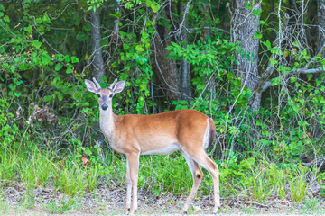white tailed deer in Cooper Lake State Park South Sulphur Unit, Sulphur Springs, Texas, USA