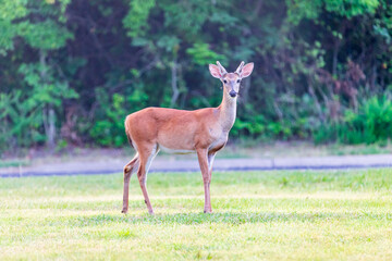 white tailed deer in Cooper Lake State Park South Sulphur Unit, Sulphur Springs, Texas, USA