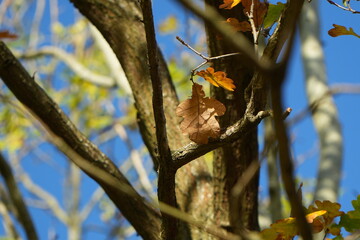Nature shots, taken on a autumn morning.