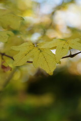 Nature shots, taken on a autumn morning.