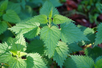 Nature shots, taken on a autumn morning.